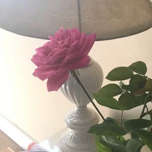 Meet your Posher, Elena